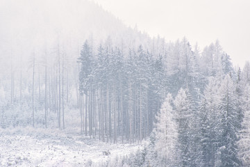 Naklejka premium winter wallpaper, pine trees covered with snow