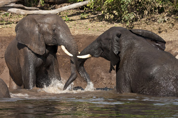 Fototapeta premium Elephant Mud Bath - Botswana