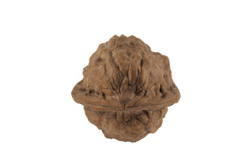 Walnus freigestellt Perspektive 2