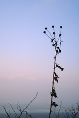 枯れる　　夕方　素材