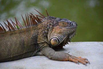 Green Iguana, La Fortuna, Costa Rica
