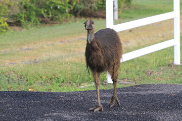 wild cassowary on the east coast of australia