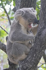 tired wild koala sitting in tree