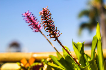 Beautiful Violet Flowers.little summer flower.