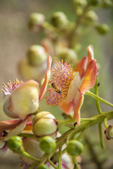 Fototapeta na wymiar Cannon Ball Tree Flower with Honey Bee, Cienfuegos, Cuba