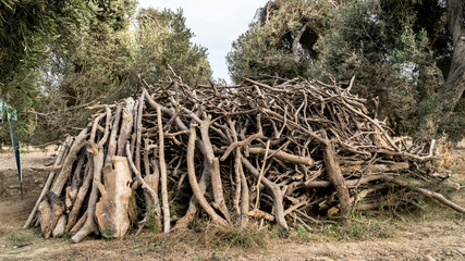 Olive trees garden in Peru with ladders, olive field ready for harvest.
