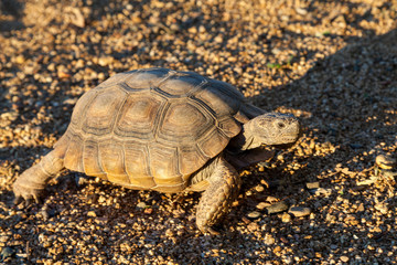 Desert Tortoise