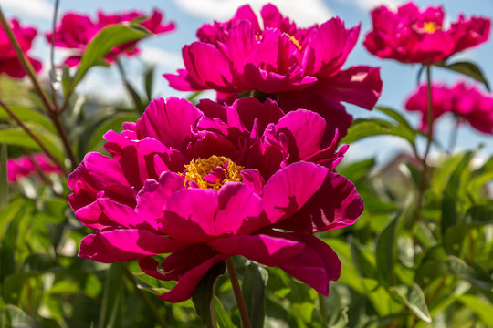 An image with peonies.