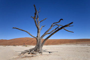 Fototapeta na wymiar Petrified tree at Dead Vlei salt pan near Sossusvlei in the Namib Desert in Namibia