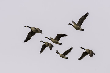 Greater Canada Geese