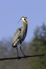 Great Blue heron