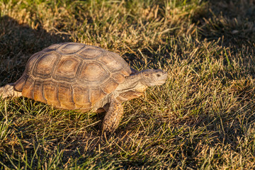 Cute Desert Tortoise in Arizona