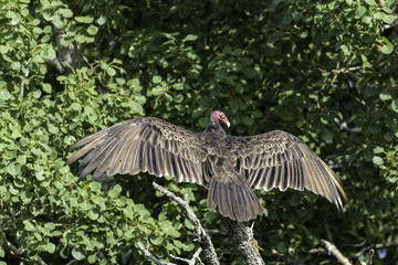sun collecting Turkey vulture