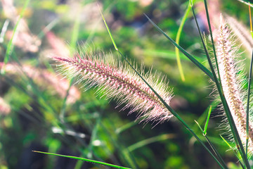 Red Imperata cylindrica Beauv. with sun light effected