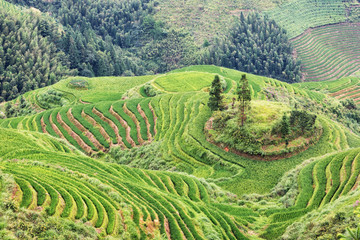 Terraced rice fields in rural China.