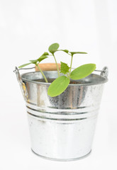 Small green plants grow in galvanized pot isolated on white background