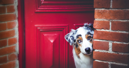 Hund schaut aus einer roten Tür raus. 