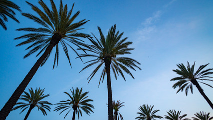 Obraz premium Palm Tree