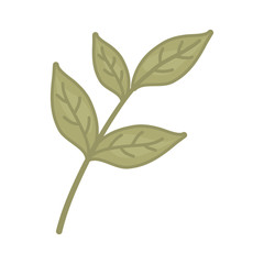 Tea leaf plant