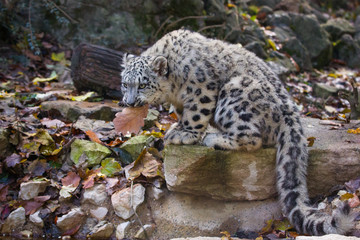 Snow leopard