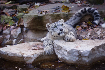 Snow leopard