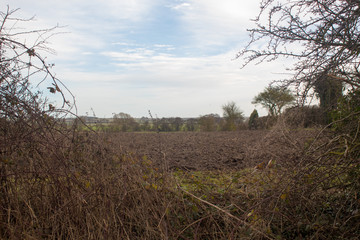 A Hole in the Hedge row