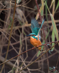 Male Kingfisher in flight 