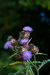 Obraz premium Thistle