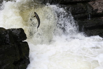 Atlantic salmon jump the rapid in fresh water