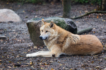 eastern timber wolf