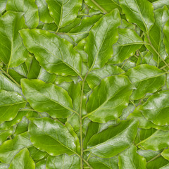 Seamless background of green leaves