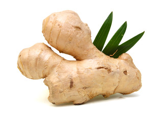 Fresh ginger root or rhizome isolated on white background cutout