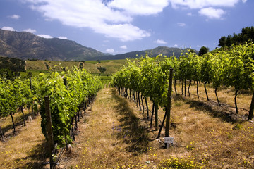Fototapeta na wymiar Chilean Wine - Vineyards - Chile