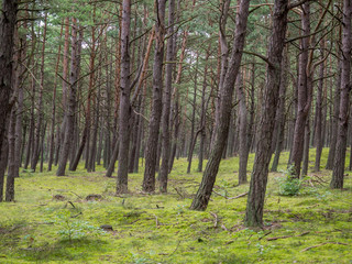 Beautiful pine forest,