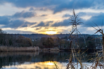 Schilf an einem Wintermorgen am Ikasee in Ingelheim