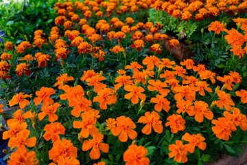 Marigold yellow and orange flowers in pots for sale on garden market display