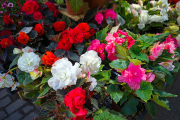 Obraz na płótnie Canvas white, red and pink Begonia flowers in pots for sale on garden market display