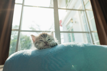 Cute kitten on bed