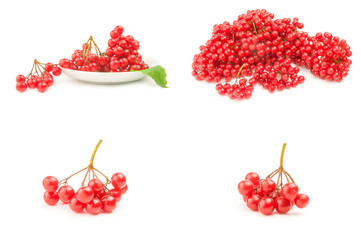 Set of fresh and useful viburnum