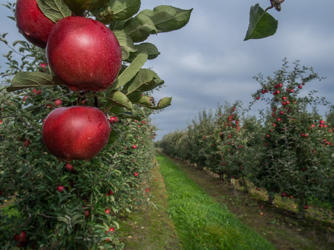 A fruit orchard and red,  apple