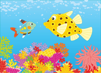 Naklejka na ściany i meble A funny boxfish and an x-ray fish swimming in blue water over an amazing colorful coral reef in a tropical sea, a vector illustration in cartoon style