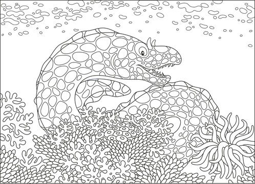 A spotted moray on a coral reef in a tropical sea, a black and white vector illustration in cartoon style