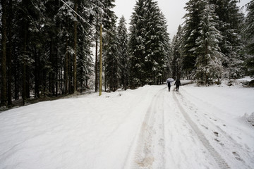 Fototapeta premium escursione invernale in Val Canali, nel parco naturale di Paneveggio - Trentino