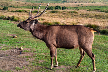 Wild sambar deer or Cervus unicolor