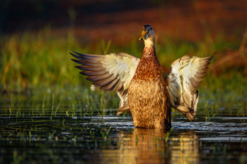 Mottled duck flapping after preening in a pond