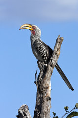 Yellow-billed Hornbill - Botswana
