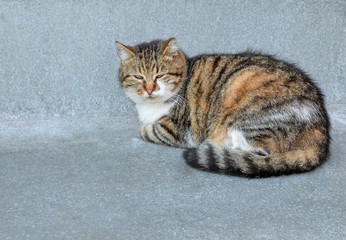 Funny stray young cat laying on grey background. Fluffy tabby cat lying and looking at camera. Cat close up. Template or mock up.