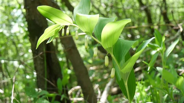 Mughetto selvatico nel bosco in primavera