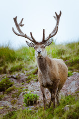 Naklejka na ściany i meble Cervo in Scozia