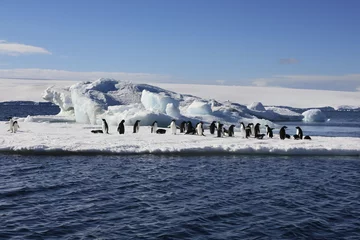 Foto op Canvas Adelie Penguins on sea ice near Danko Island in Antarctica © mrallen